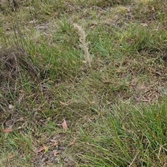 Austrostipa densiflora at Gundary, NSW - 17 Nov 2024 01:52 PM