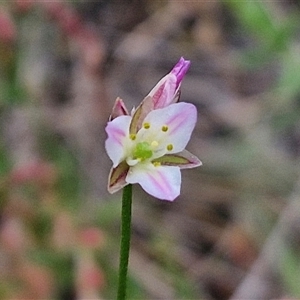 Laxmannia gracilis at Gundary, NSW - 17 Nov 2024