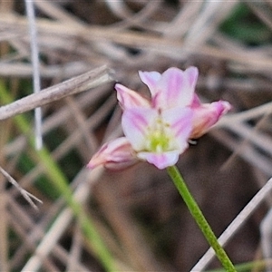 Laxmannia gracilis at Gundary, NSW - 17 Nov 2024