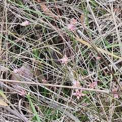 Laxmannia gracilis at Gundary, NSW - 17 Nov 2024