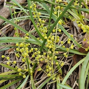 Lomandra filiformis at Gundary, NSW - 17 Nov 2024 01:50 PM