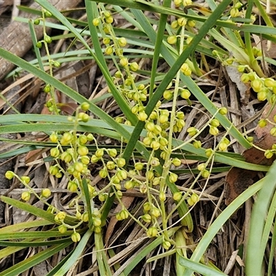 Lomandra filiformis (Wattle Mat-rush) at Gundary, NSW - 17 Nov 2024 by trevorpreston