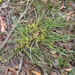 Lomandra filiformis at Gundary, NSW - 17 Nov 2024 01:50 PM