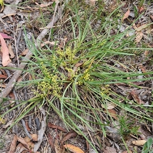 Lomandra filiformis at Gundary, NSW - 17 Nov 2024