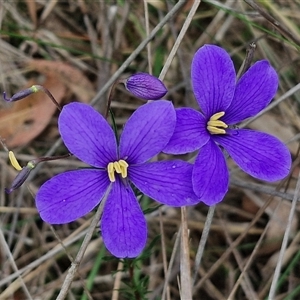 Cheiranthera linearis at Gundary, NSW - 17 Nov 2024