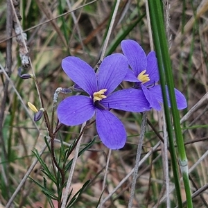 Cheiranthera linearis at Gundary, NSW - 17 Nov 2024