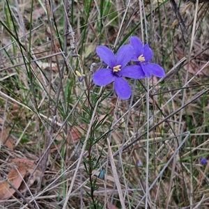 Cheiranthera linearis at Gundary, NSW - 17 Nov 2024