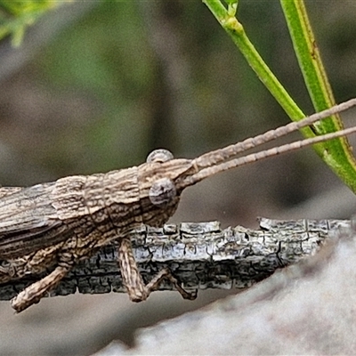 Coryphistes ruricola (Bark-mimicking Grasshopper) at Gundary, NSW - 17 Nov 2024 by trevorpreston