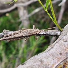 Coryphistes ruricola at Gundary, NSW - 17 Nov 2024