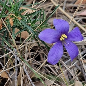 Cheiranthera linearis at Gundary, NSW - 17 Nov 2024