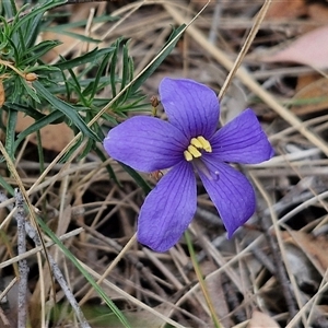 Cheiranthera linearis at Gundary, NSW - 17 Nov 2024