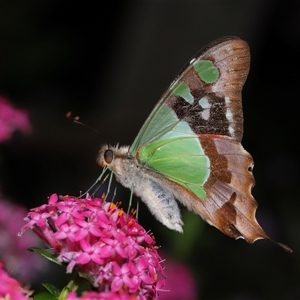 Graphium macleayanum at Acton, ACT - 17 Nov 2024