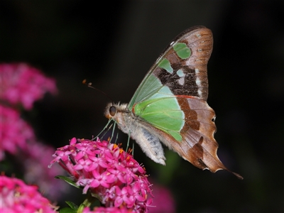 Graphium macleayanum (Macleay's Swallowtail) at Acton, ACT - 17 Nov 2024 by TimL