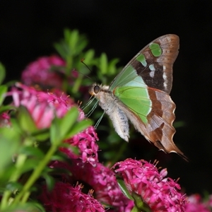 Graphium macleayanum at Acton, ACT - 17 Nov 2024