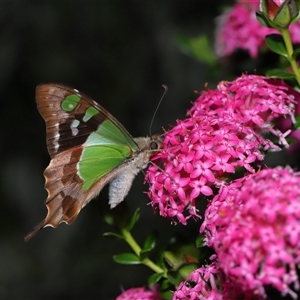 Graphium macleayanum at Acton, ACT - 17 Nov 2024