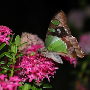 Graphium macleayanum at Acton, ACT - 17 Nov 2024