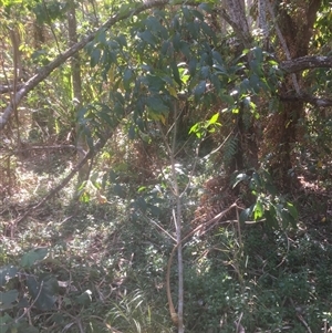 Macaranga polyadenia at Manoora, QLD - 17 Nov 2024 02:48 PM