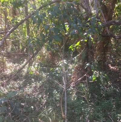 Macaranga polyadenia at Manoora, QLD - 17 Nov 2024 by JasonPStewartNMsnc2016