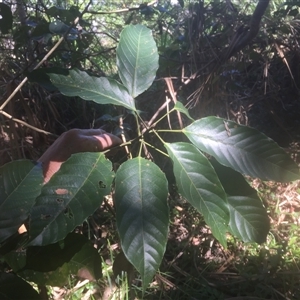 Macaranga polyadenia at Manoora, QLD - 17 Nov 2024