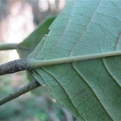 Macaranga polyadenia at Manoora, QLD - 17 Nov 2024