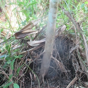 Macaranga polyadenia at Manoora, QLD - 17 Nov 2024