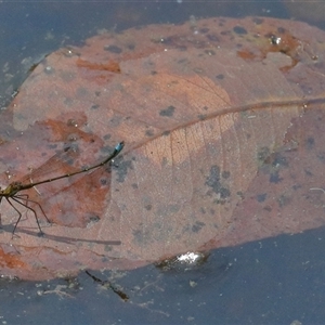 Austrocnemis splendida at Gibberagee, NSW - 7 Nov 2018 11:48 PM