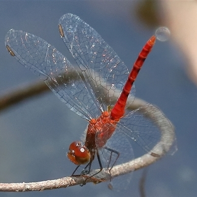 Nannodiplax rubra at Gibberagee, NSW - 7 Nov 2018 by AaronClausen