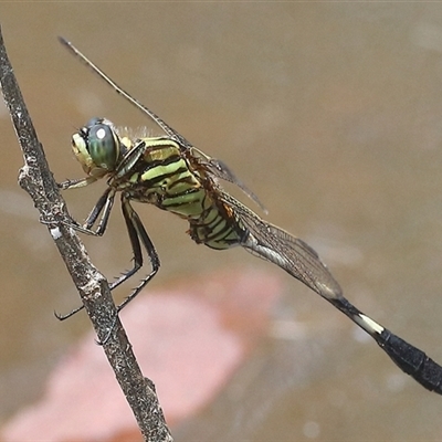 Orthetrum sabina at Gibberagee, NSW - 7 Nov 2018 by AaronClausen