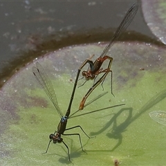 Austrocnemis splendida at Gibberagee, NSW - 6 Nov 2018 by AaronClausen