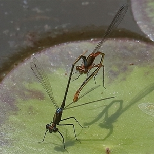 Austrocnemis splendida at Gibberagee, NSW - 6 Nov 2018 09:59 PM