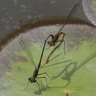 Austrocnemis splendida (Splendid Longlegs) at Gibberagee, NSW - 6 Nov 2018 by Bungybird