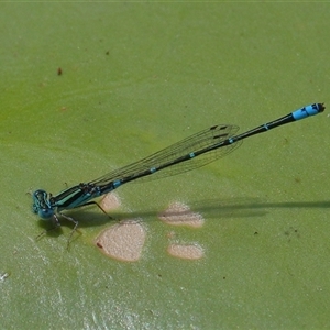 Austroagrion watsoni at Gibberagee, NSW - 6 Nov 2018 09:59 PM