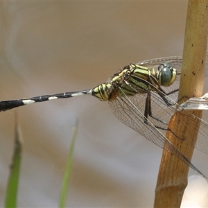 Orthetrum sabina at Gibberagee, NSW - 6 Nov 2018 10:03 PM