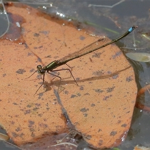 Austrocnemis splendida at Gibberagee, NSW - 6 Nov 2018 10:09 PM