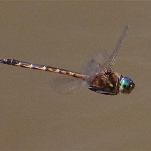 Hemicordulia australiae at Gibberagee, NSW - 6 Nov 2018