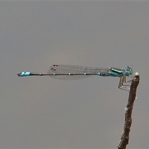 Austroagrion watsoni at Gibberagee, NSW - 6 Nov 2018 10:39 PM