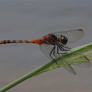 Diplacodes melanopsis at Gibberagee, NSW - 6 Nov 2018