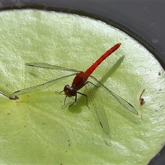 Nannodiplax rubra at Gibberagee, NSW - 6 Nov 2018 by AaronClausen