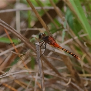 Diplacodes melanopsis at Gibberagee, NSW - 6 Nov 2018 09:35 PM