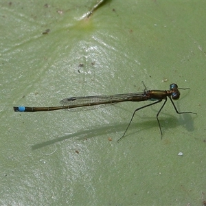 Austrocnemis splendida at Gibberagee, NSW - 6 Nov 2018 09:39 PM