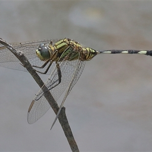 Orthetrum sabina at Gibberagee, NSW - 6 Nov 2018 09:43 PM