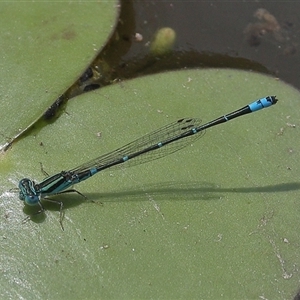 Austroagrion watsoni at Gibberagee, NSW - 6 Nov 2018