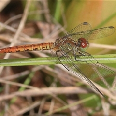 Nannodiplax rubra at Gibberagee, NSW - 4 Nov 2018 by AaronClausen