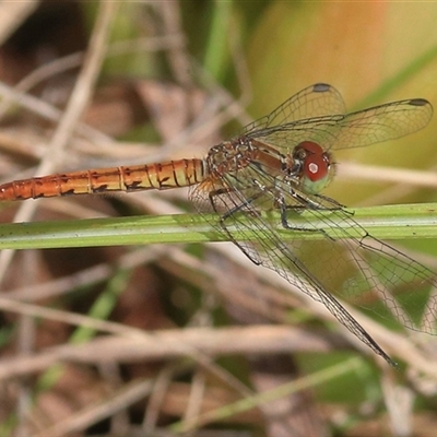 Nannodiplax rubra at Gibberagee, NSW - 4 Nov 2018 by AaronClausen