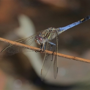 Orthetrum caledonicum at Gibberagee, NSW - 4 Nov 2018 08:58 PM