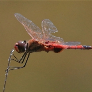 Tramea loewii at Gibberagee, NSW - 4 Nov 2018