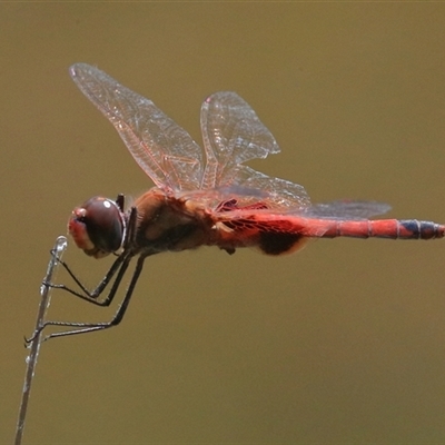 Tramea loewii at Gibberagee, NSW - 4 Nov 2018 by AaronClausen