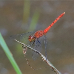 Nannodiplax rubra at Gibberagee, NSW - 4 Nov 2018 by AaronClausen