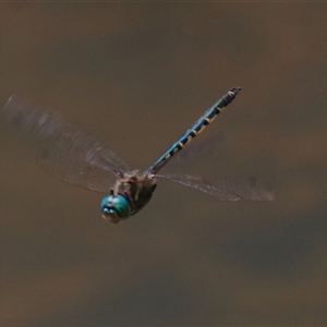 Hemicordulia australiae at Gibberagee, NSW - 4 Nov 2018 09:46 PM