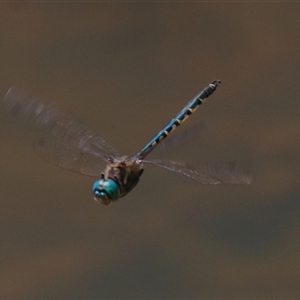 Hemicordulia australiae at Gibberagee, NSW - 4 Nov 2018